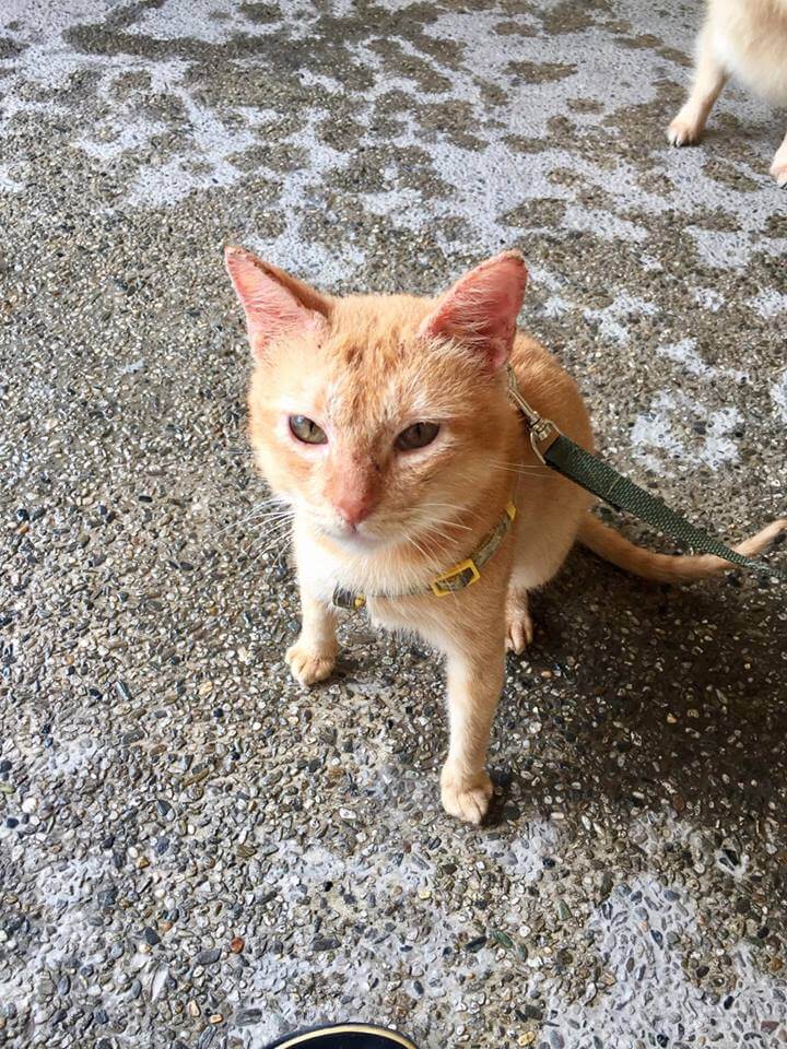 Look: This Rescued Ginger Cat has 13 Pomeranian Siblings and He Thinks He's a Dog 2 Rescued Cat Story - Ginger and the Poms by Liza Fielder