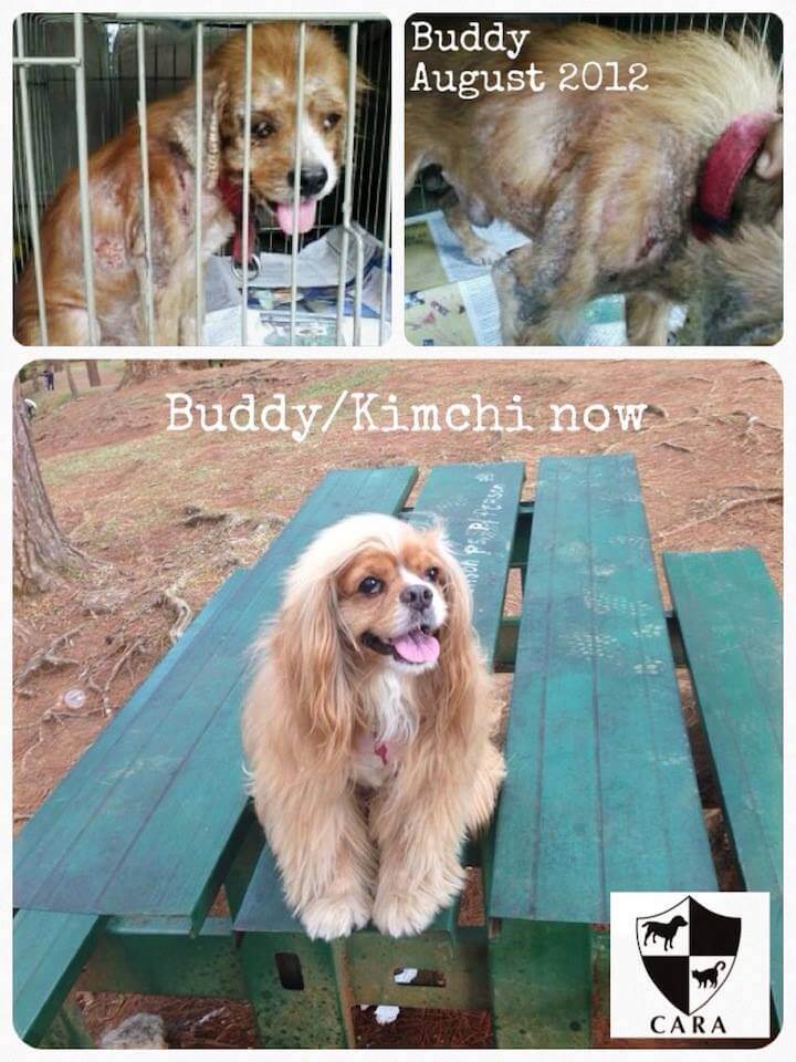 Kimchi-Buddy-CARA-rescued-dog-animal-welfare-in-the-Philippines