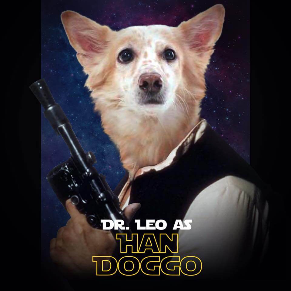 PAWS Han Doggo