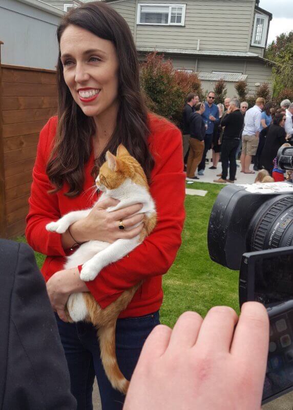 Paddles is a First Cat who is taking over the internet