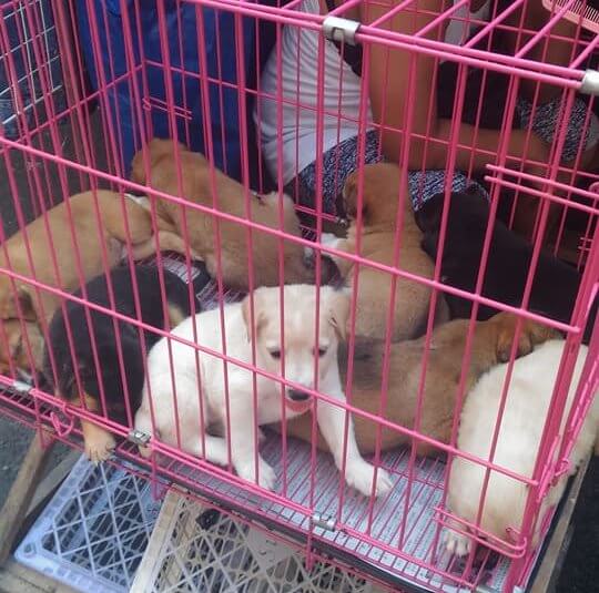 Puppies-being-sold-illegally-in-Binondo - puppy mills
