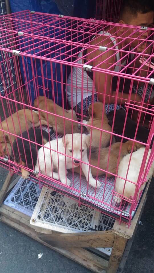Puppies-being-sold-illegally-in-Divisoria- puppy mills
