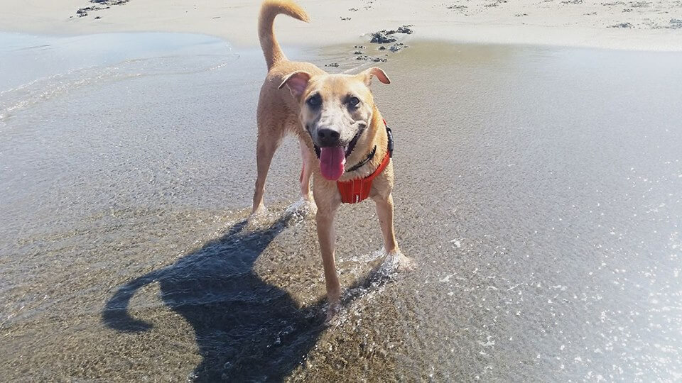 Rescued Dog Grover on the beach