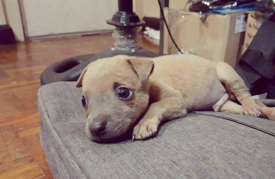 Rescued Puppy Grover Day two months old