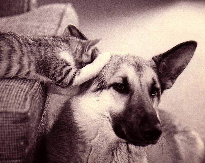 kitten-and-dog