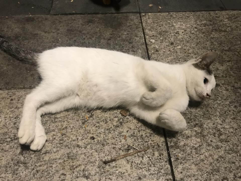 BGC Cat asks for a belly rub
