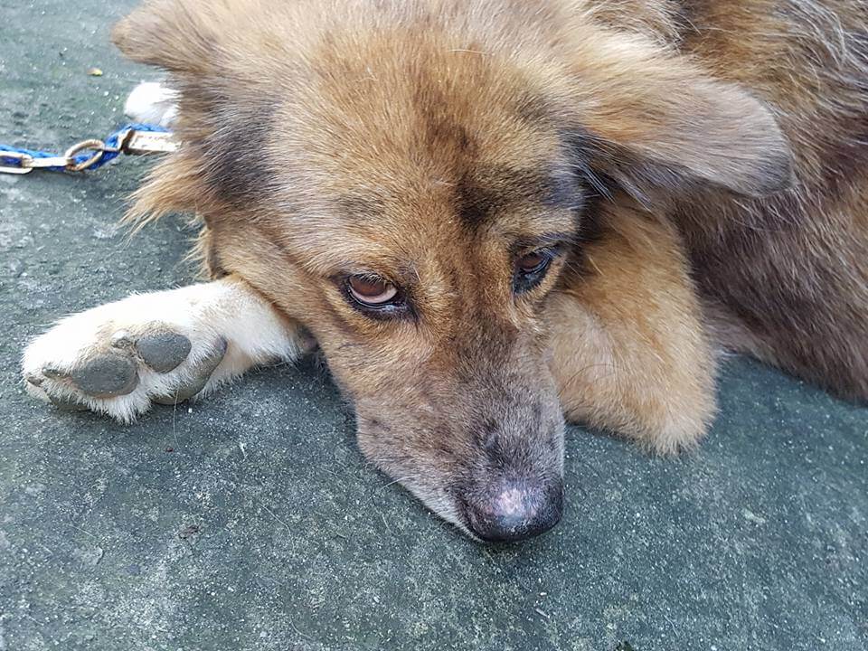 URGENT: Frantic Pet Lovers Beg for Help to Save Five Pups from Death 3 Filinvest-puppies-and-dogs rescued from dog pound