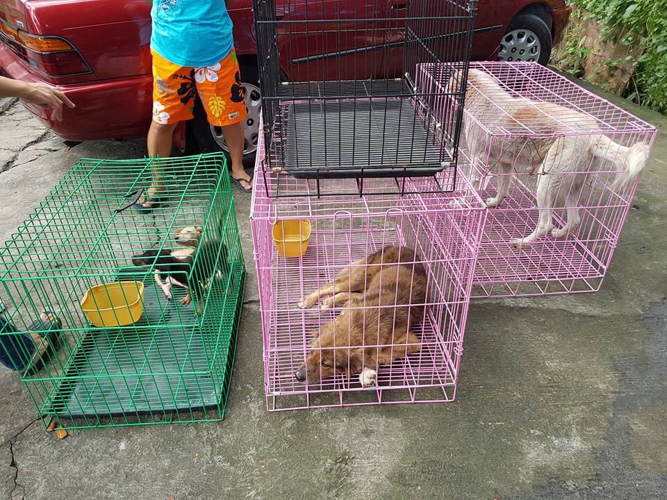 URGENT: Frantic Pet Lovers Beg for Help to Save Five Pups from Death 2 Filinvest-puppies-and-dogs-