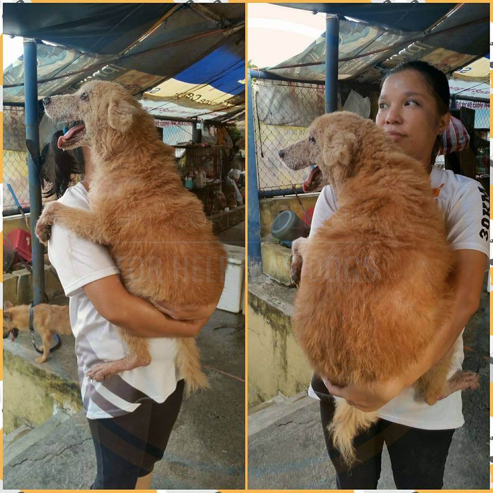Goldie-shelter-dog-Help-Save-MAS-Dog