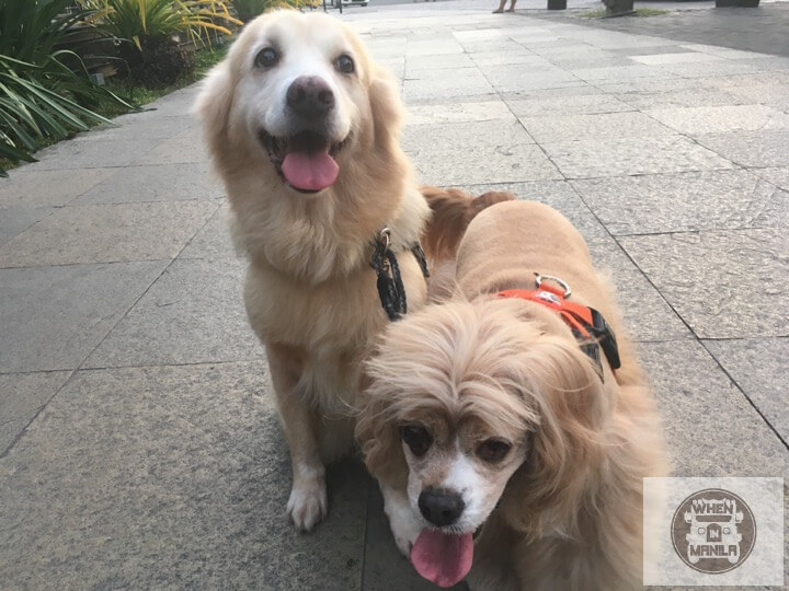 Kimchi Ginger best friends adopted dog blind