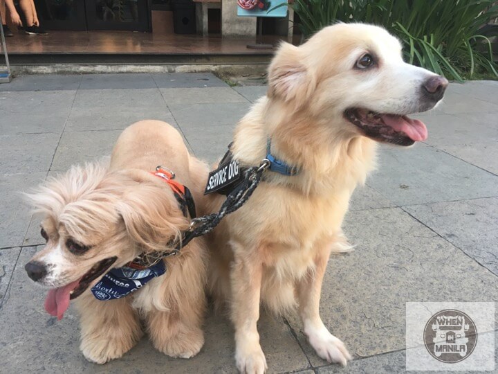 Kimchi Ginger blind dog guide dog best friend