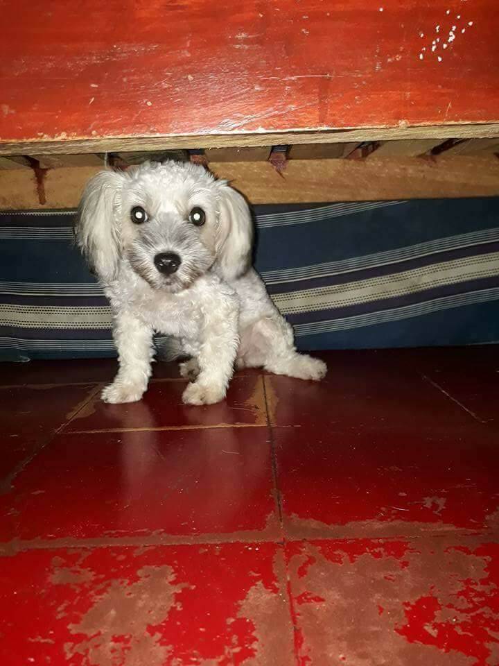 Seulgi Missing Dog in Bocaue Bulacan