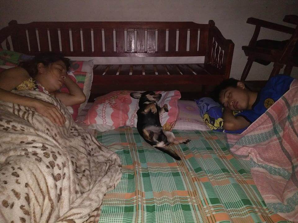 Mochi Sleeping-with-Papa-and-Mama - Missing dog in Bocaue Bulacan