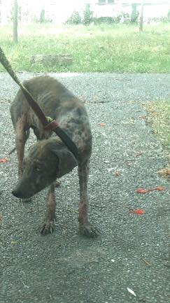 LOOK: This Scared, Mangy Pup Undergoes Remarkable Transformation into a Furry Heartthrob 4 Walker-a-hopeless-and-mangy-mutt-is-transformed-by-TLC-still-shy-at-home
