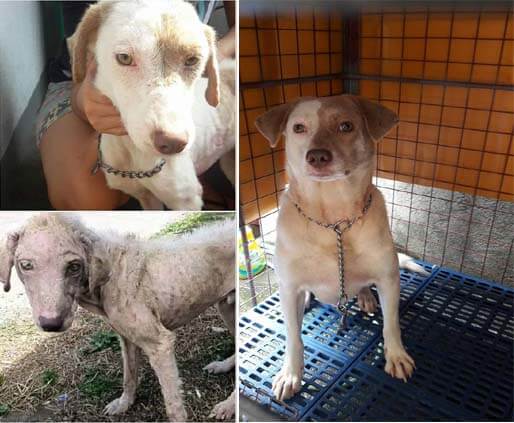 Cedar, , rescued dog - ROAR - Philippines