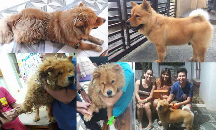 Coby, rescued dog - ROAR - Philippines
