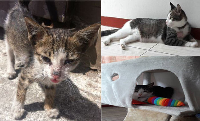 Lala, rescued cat - ROAR - Philippines