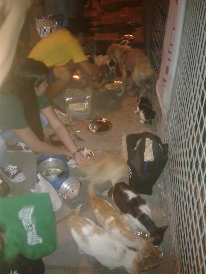 Over 200 Pasig Pets are waiting in vain for their families