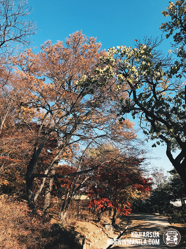 Seoul Korea Fall Autumn 1