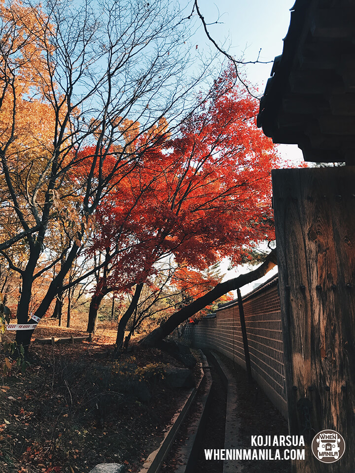 Seoul Korea Fall Autumn 2