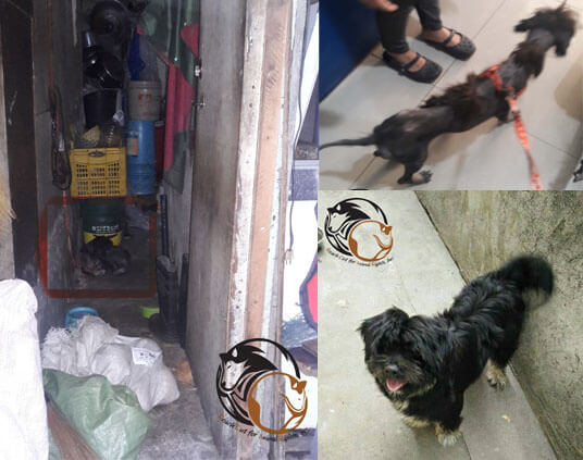 Xian, rescued dog - ROAR - Philippines