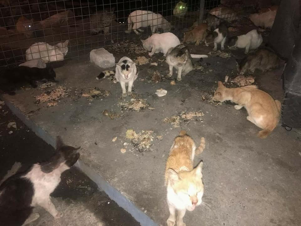Over 200 Pasig Pets are waiting in vain for their families