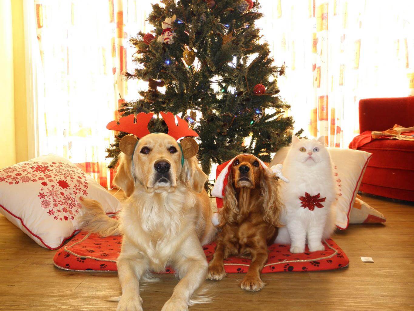 FREE Spay and Neuter for a wonderful Christmas gift for your pets and you