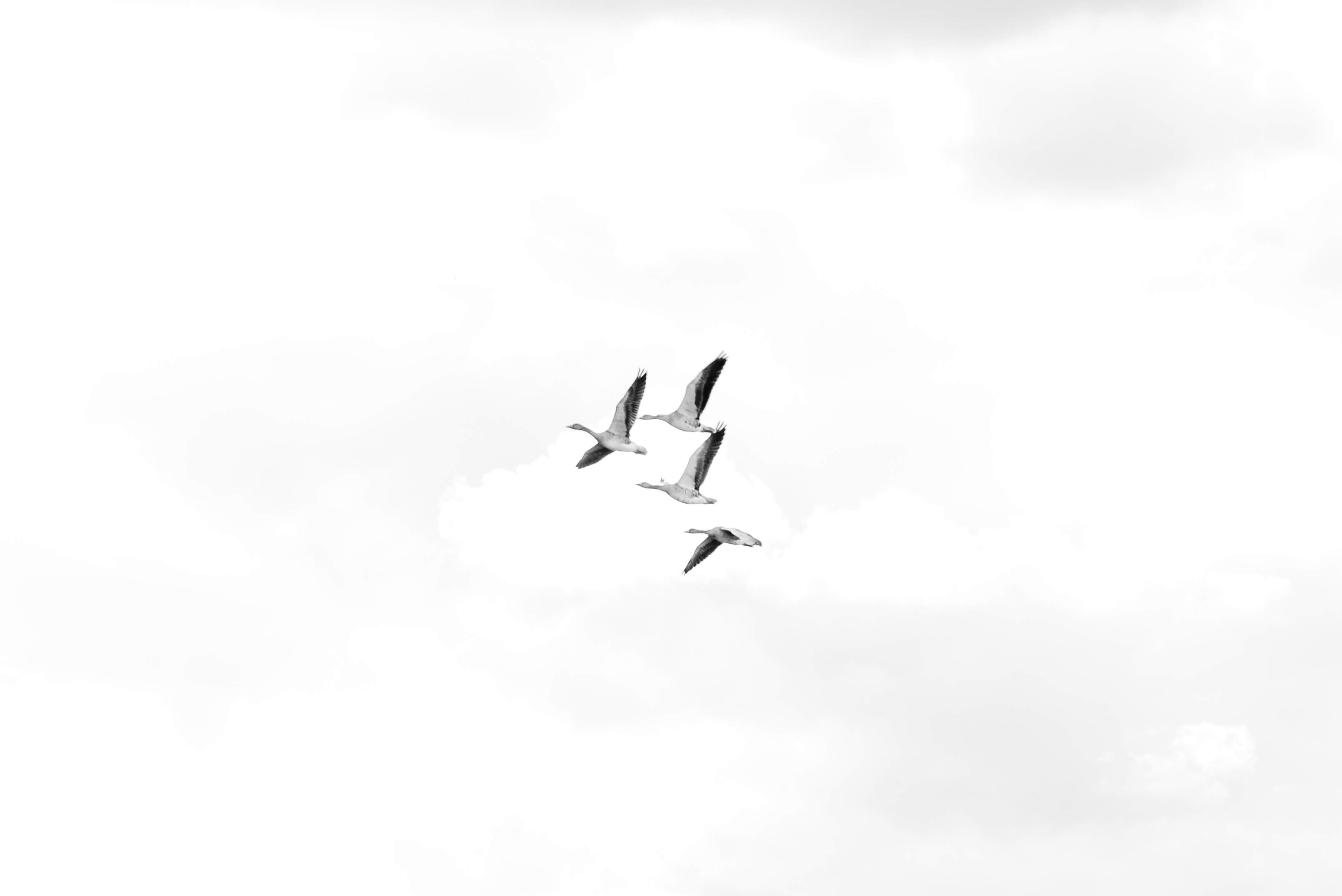 A flock of birds flying across the sky