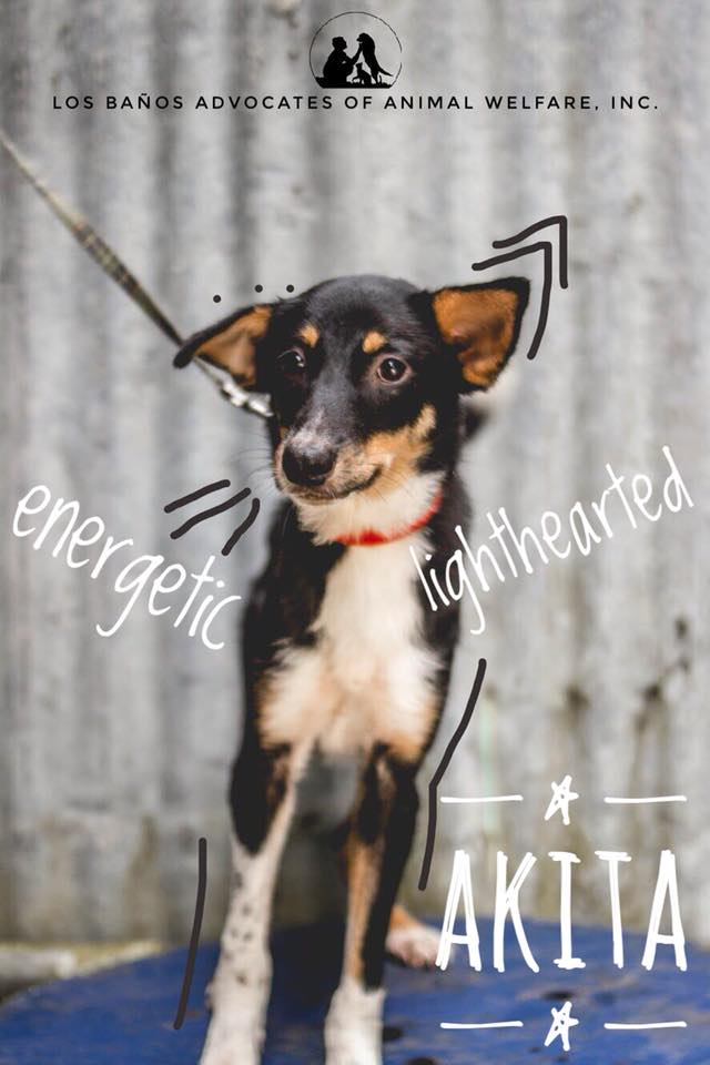 Akita-Los-Banos-dog-for-adoption