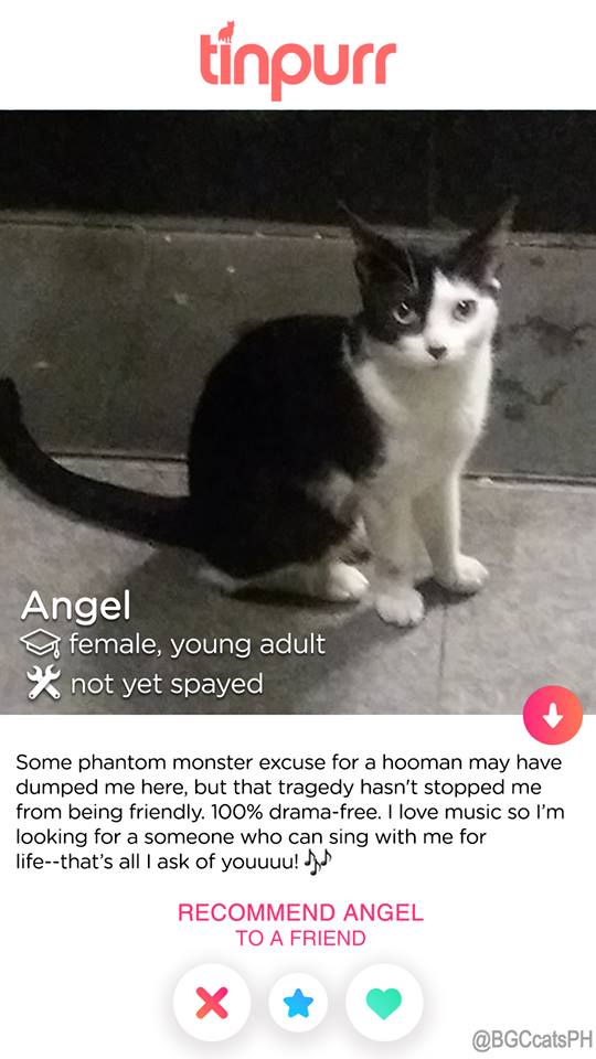 Cats-of-BGC-Angel-for-adoption