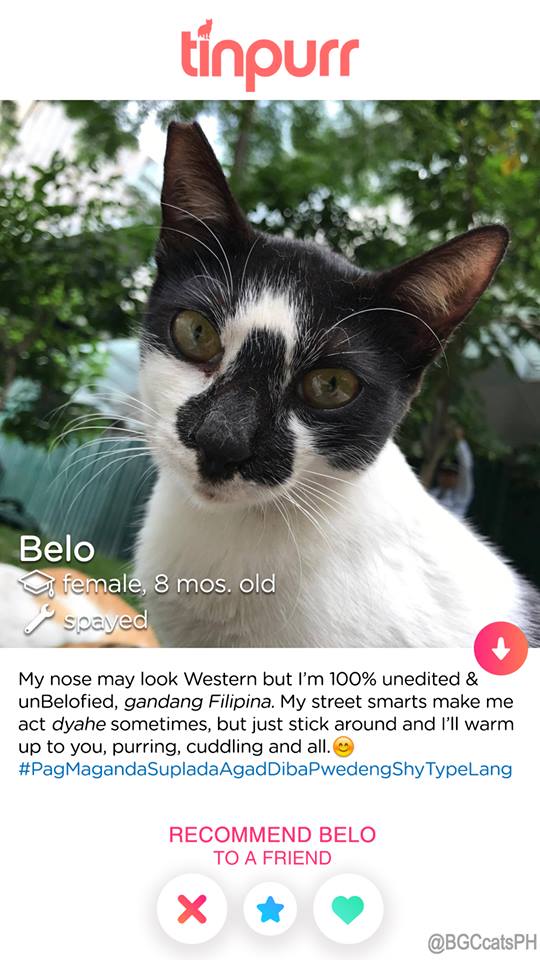 Cats-of-BGC-Belo-for-adoption