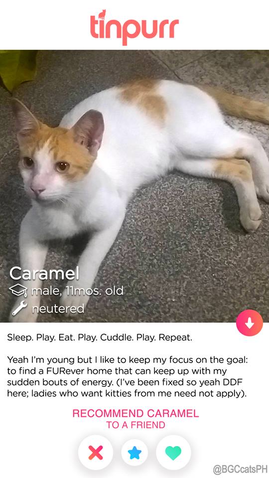 Cats-of-BGC-Caramel-for-adoption
