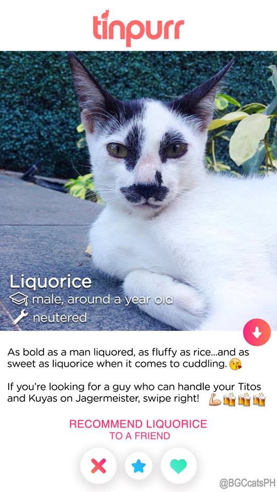Cats-of-BGC-Liquorice-for-adoption