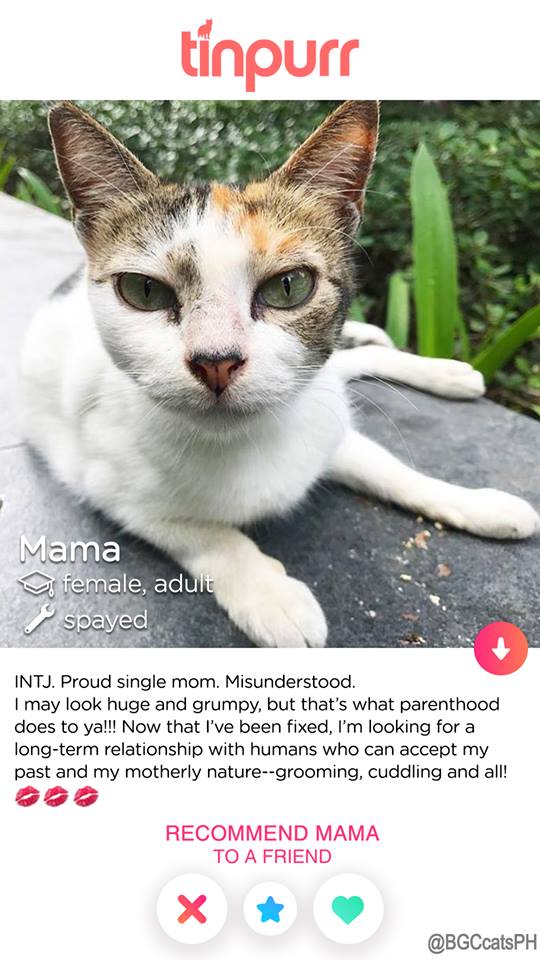 Cats-of-BGC-Mama-for-adoption