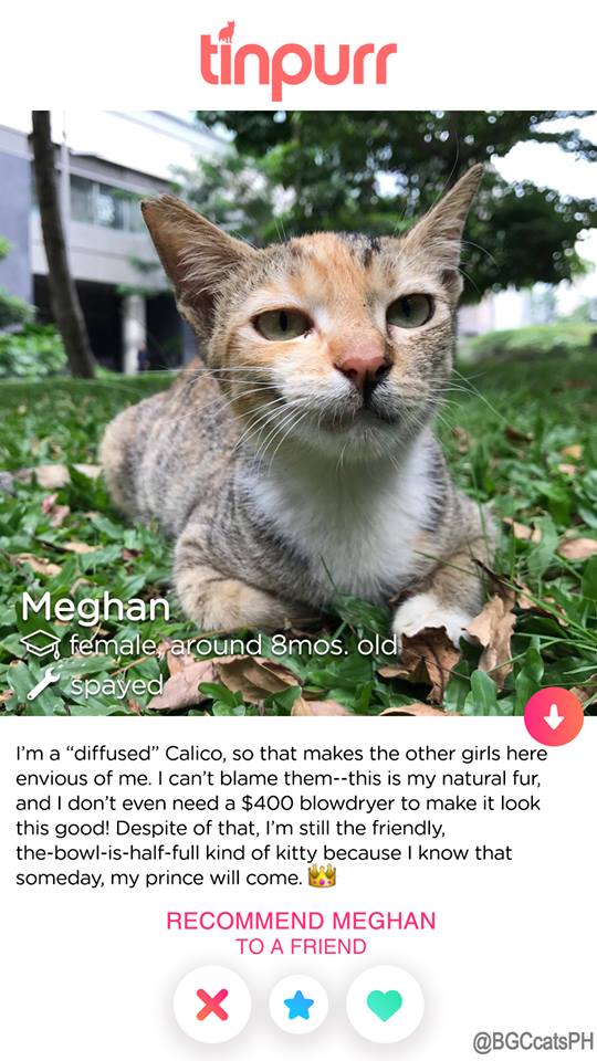 Cats-of-BGC-Meghan-for-adoption