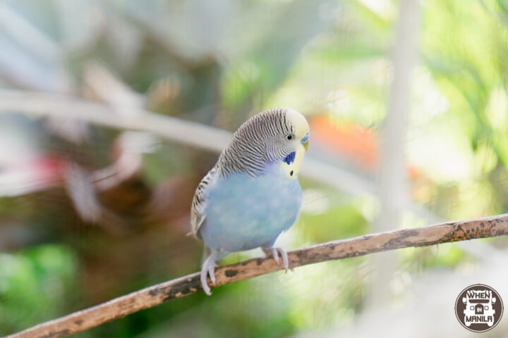 Pine Trees and Postcard Views: Experience the Best of Baguio at Le Monet Hotel 12 DSCF0310