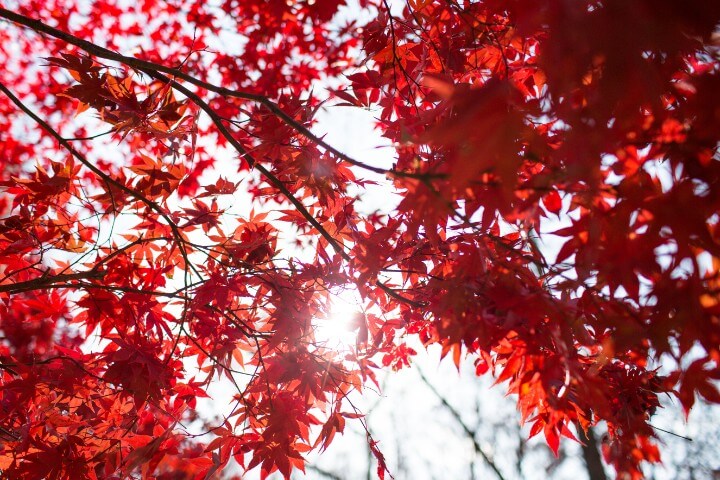 South Korea, Seoul, Nami Island, Petit France, AirAsia, Photos by Manuel Chua