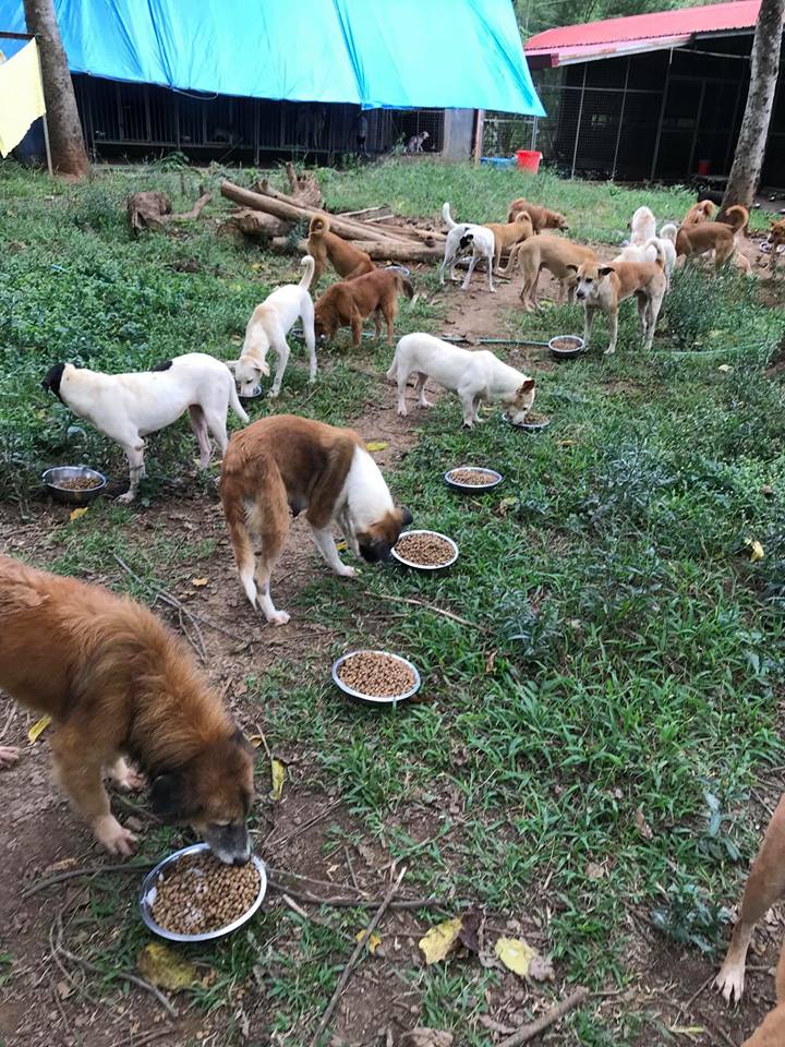 We're Shookt! Even our Pets are Loving these Organic Scrubs 6 MBY-Pet-Sanctuary-Scrub-for-a-cause