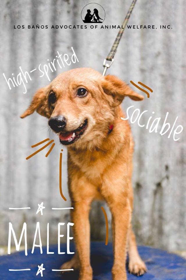 Malee-Los-Banos-dog-for-adoption