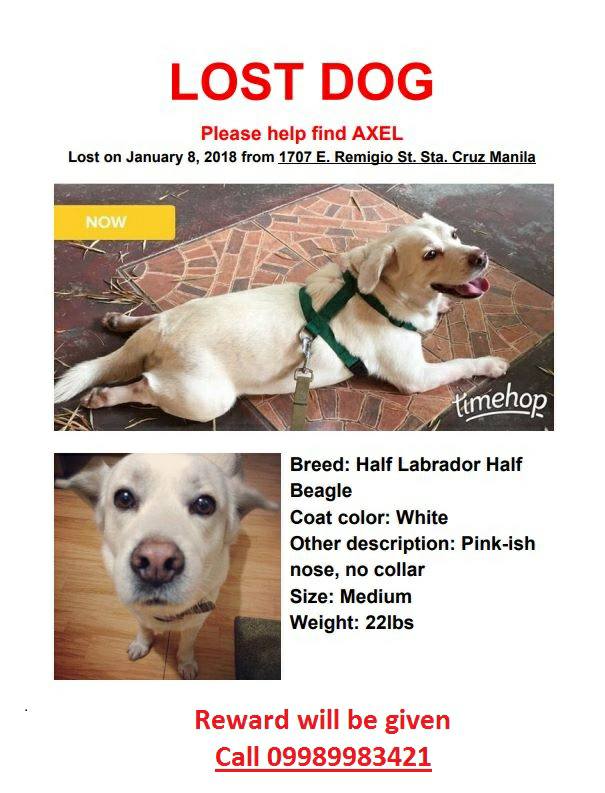 Missing dog Axel 2