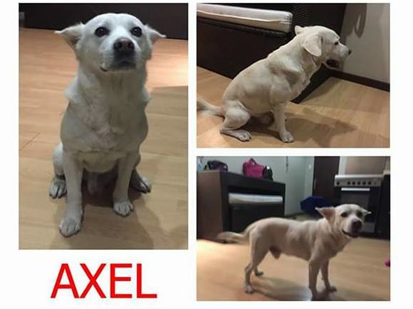 Missing dog Axel e1515732409245