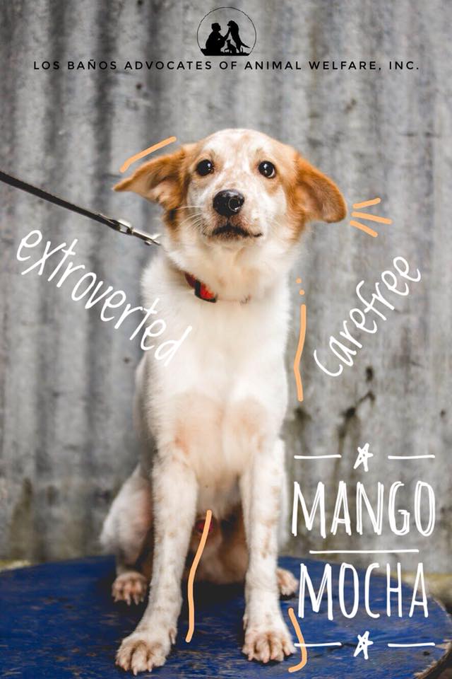 Mocha-Los-Banos-dog-for-adoption