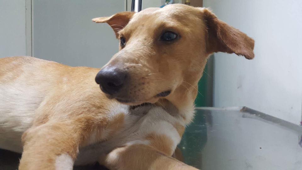 Sugar, the loyal Cubao dog , is now rescued