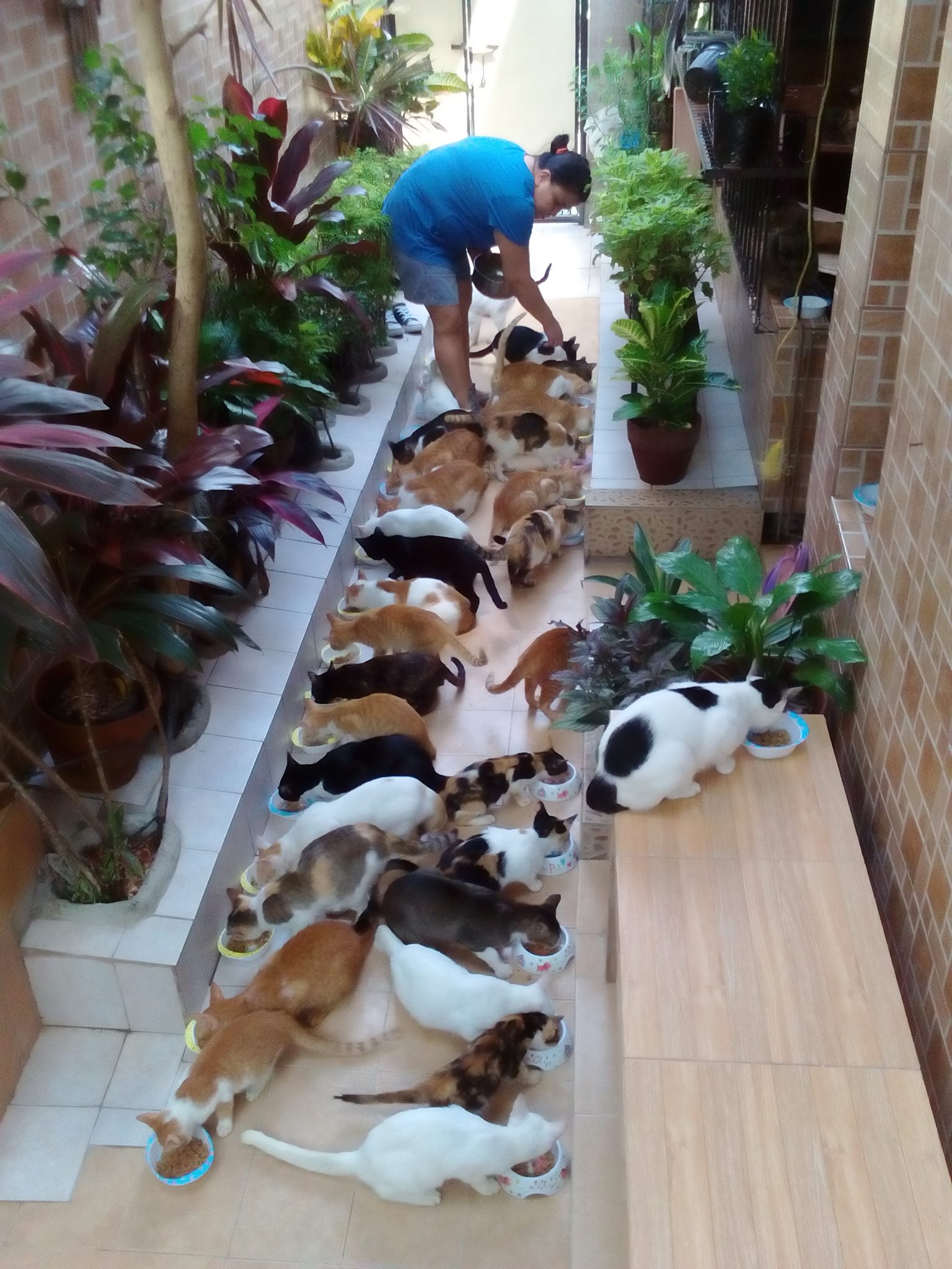 WOW: This university professor owns 65+ cats! 1 28165117 10214601490964876 4308193274560188743 o