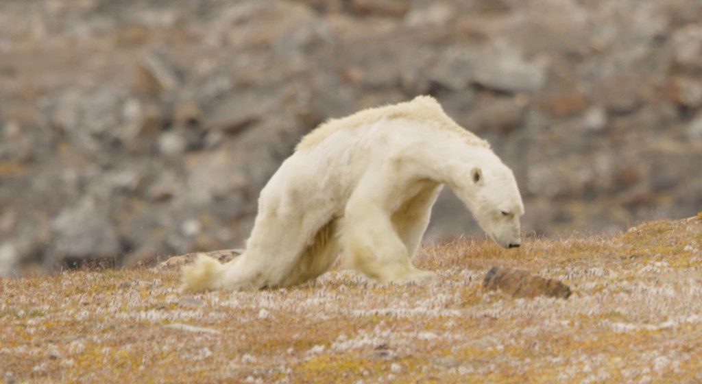 WATCH This Video of a Starving Polar Bear will Rip Your Heart Out When In Manila