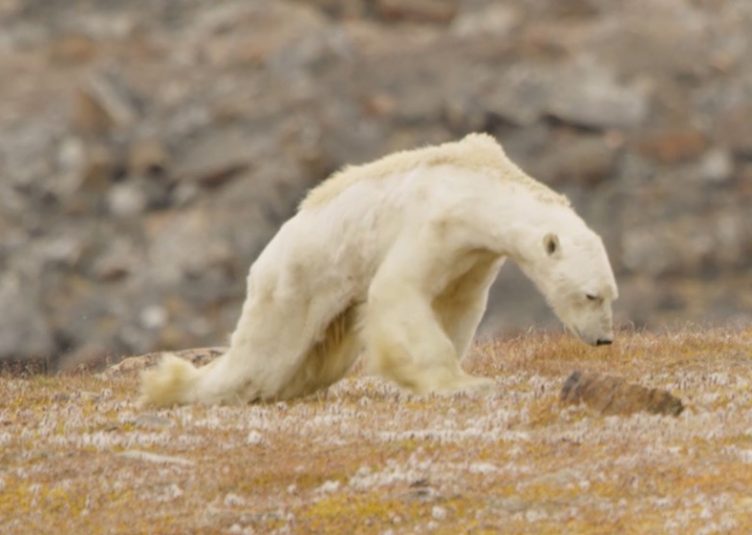 Heart-Wrenching-Video-Shows-Starving-Polar-Bear-On-Iceless-Land-by-National-Geographic