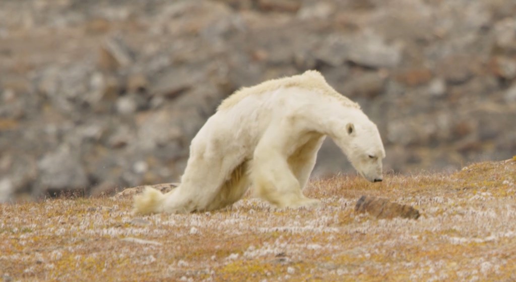 Heart-Wrenching-Video-Shows-Starving-Polar-Bear-On-Iceless-Land-by-National-Geographic