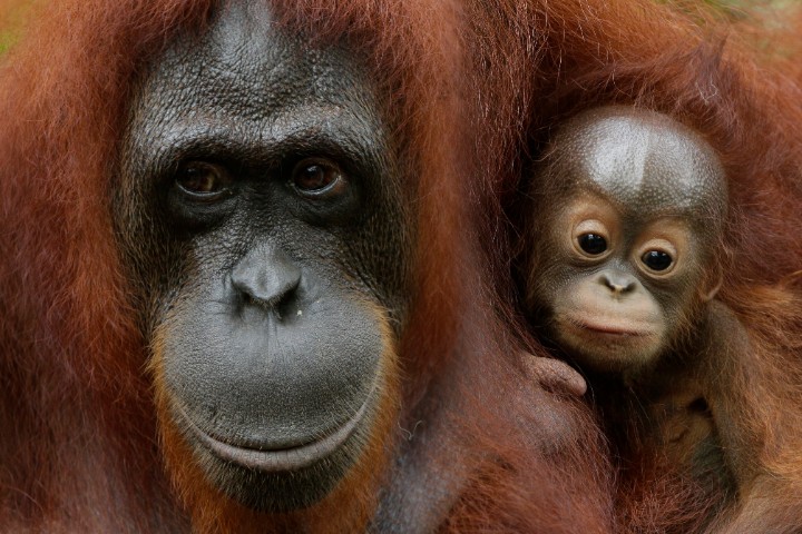 Wildlife Reserves Singapore or WRS - Jurong Bird Park, Night Safari, River Safari, Singapore Zoo - baby endangered wild animals