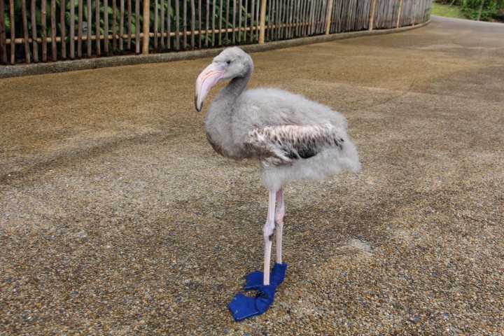 Wildlife Reserves Singapore or WRS - Jurong Bird Park, Night Safari, River Safari, Singapore Zoo - baby endangered wild animals