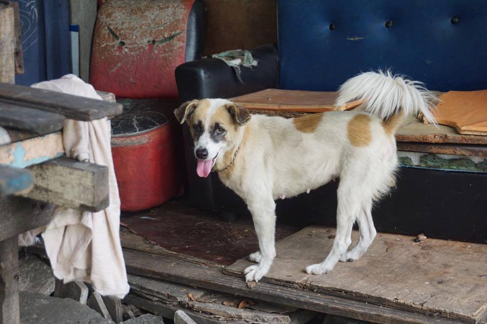 Lindsay used to be among the dogs for eviction from a Sta. Mesa vacant lot. She is now being fostered at MBY Pet and Animal Sanctuary in Morong Rizal.